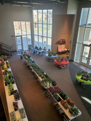 36th Annual SCT Guild Geranium & Plant Sale