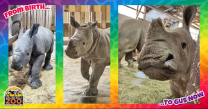 Gus the Rhino is Growing Up