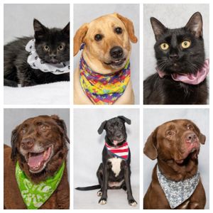 Salina Animal Services Adoptable Friends