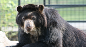 Rolling Hills Zoo Grieves the Loss of Andean Bear "Boo Boo"