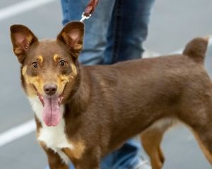 Putting Their Pups Through Their Paces (Photo gallery)