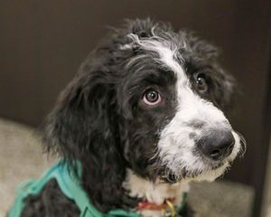 Agnes.  She'll Steal your Heart.