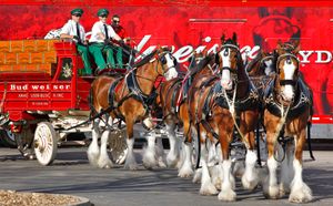 World Famous Budweiser Clydesdales Coming to Salina