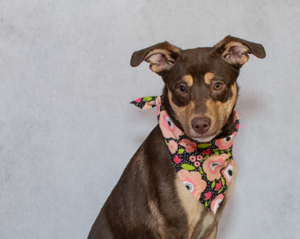 Meet Jynx & Other Adoptable Pets