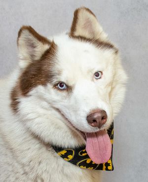 Meet Hermes & Other Adoptable Pets