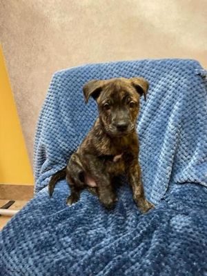 Meet Dickens & Other Adoptable Pets