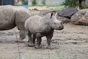 Rolling Hills Zoo Grieves the Loss of Southern White Rhino