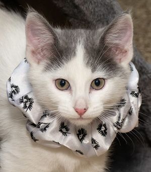 Meet Sugar & Other Adoptable Pets