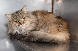 Meet Amaryllis & Other Adoptable Pets