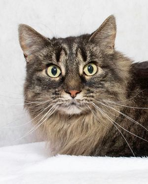 Adaline & Other Pets Awaiting Adoption