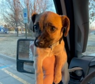 Meet Moxerella & Other Adoptable Pups