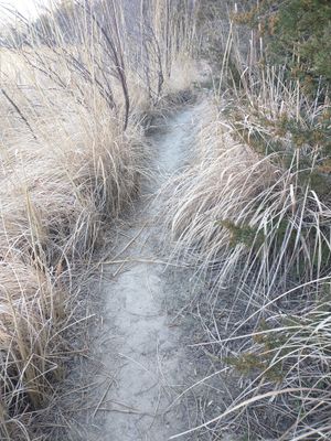 Volunteers Clean Up Park Trail