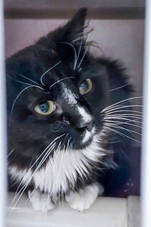 Meet Nippy & Other Adoptable Pets