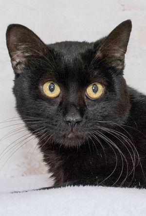 Desperado & Other Pets Up For Adoption