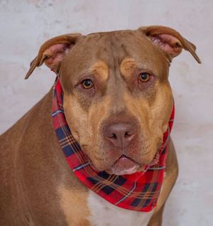 Chloe & Other Adoptable Pets Need a Home