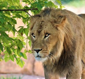 Rolling Hills Zoo Welcomes A New Lion To The Pride