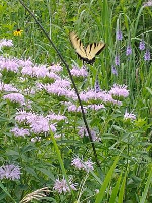 Indian Rock Prairie Habitat Receives Donation