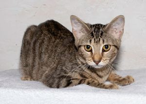 Frito & Other Adoptable Pets Need a Home