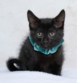 Meet M&M & Other Adoptable Pets