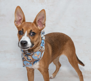 Meet Kleo & Other Adoptable Pets