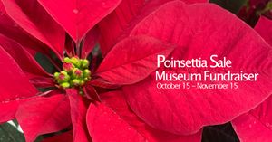 Get Into the Holiday Spirit with Smoky Hill Museum's Colorful Poinsettias