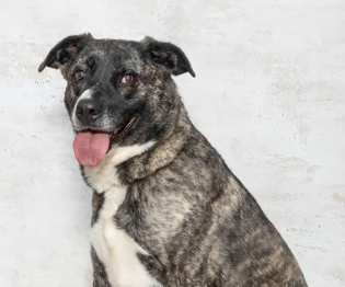 Maddie & Other Animals Need a Home