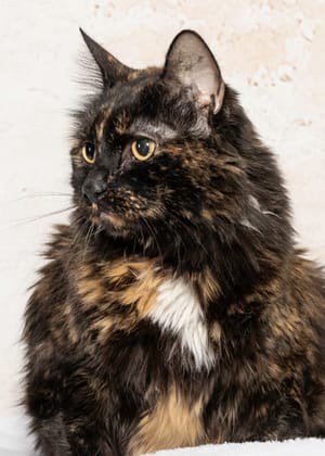 Meet Amora & Other Adoptable Pets