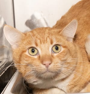 Meet Asher & Other Adoptable Pets