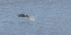 Fishing License, Not Required