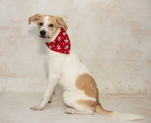 Oliver & Other Pets Need Adopted