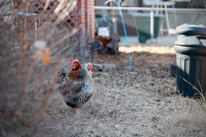 Salina City Commission Postpones Vote for Chicken-Keeping Ordinances