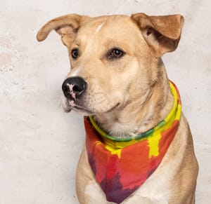 Cosmo & Other Adoptable Pets Need a Home