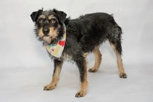 Rocky & Other Pets Need a Home