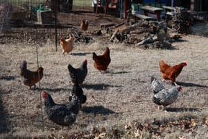 City of Salina Updates Chicken Ordinance
