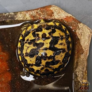 Rolling Hills Zoo Celebrates Arrival of First African Pancake Tortoise Hatchling