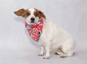 Meet Precious & Other Adoptable Pups