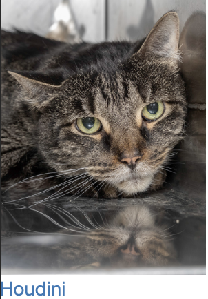 Adopt A Pet From The Salina Animal Shelter