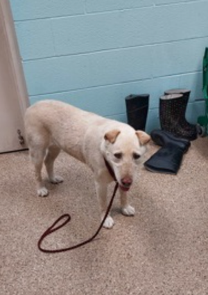 Over a Dozen Pets at Salina Animal Shelter Awaiting Their Owners