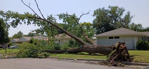 Directions: City-Wide Tree and Limb Pick-Up