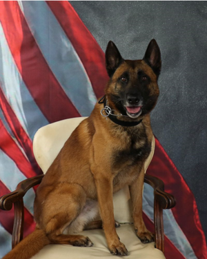 Salina Police Department Announces Loss of K-9 Officer Tyrann