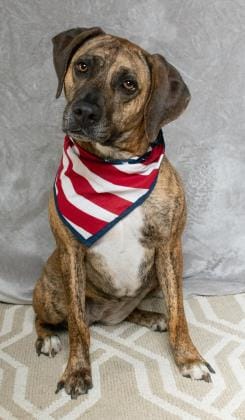 All Dogs at Salina Animal Shelter Under Quarantine