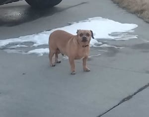 Family Searching for Rango After Home Tragedy on Vassar Drive