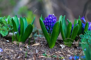 Spring Splendor: Flowers, Trees, and New Beginnings