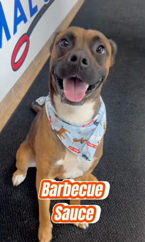 Salina Animal Services Seeks Home for Adoptable Dog 'Barbecue Sauce'