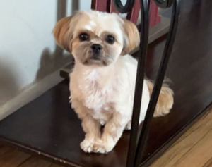 UPDATE: Salina Family’s Dog Allegedly Taken From Porch, Reward Offered