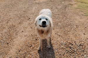 Family Continues Search for Missing Dog Near Solomon