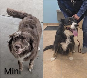 High-Volume Year: New Data Shows Heavy Intake, Adoption, and Medical Demand at Salina Animal Services