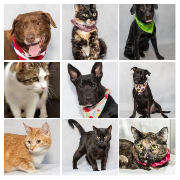 Adoptable Buddies from Salina Animal Shelter